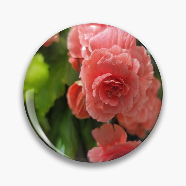 Item preview, Begonias de color rosa vibrante en plena floración. designed and sold by Isabeles Crafts.