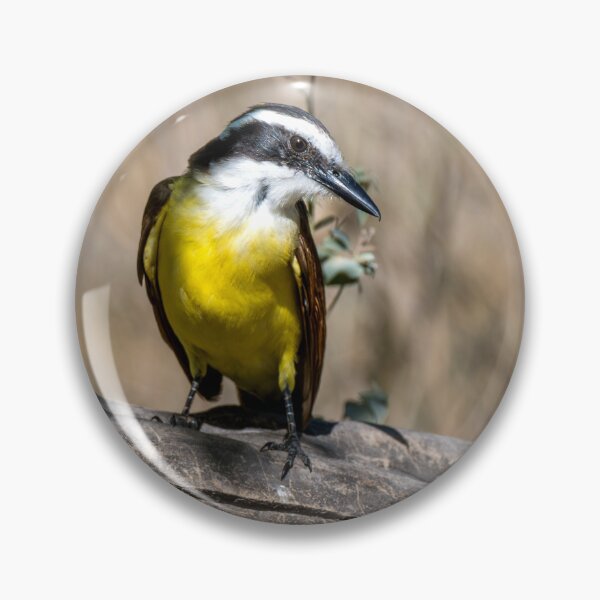Item preview, Great Kiskadee Posing in the Sunlight designed and sold by Debra Martz.