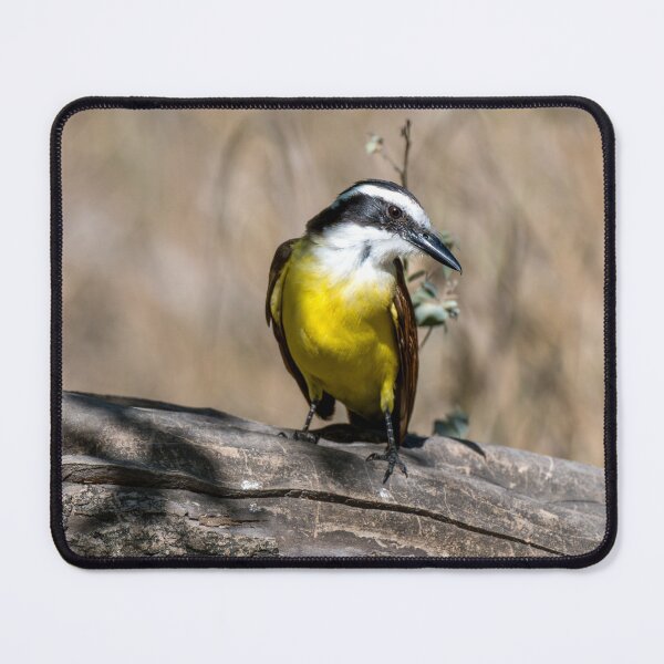 Item preview, Great Kiskadee Posing in the Sunlight designed and sold by Debra Martz.