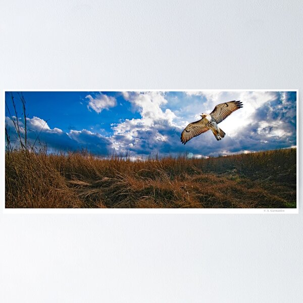 Item preview, Redtailed Hawk in Flight, Sorgham Meadow in Fall designed and sold by AMacGPhilly.