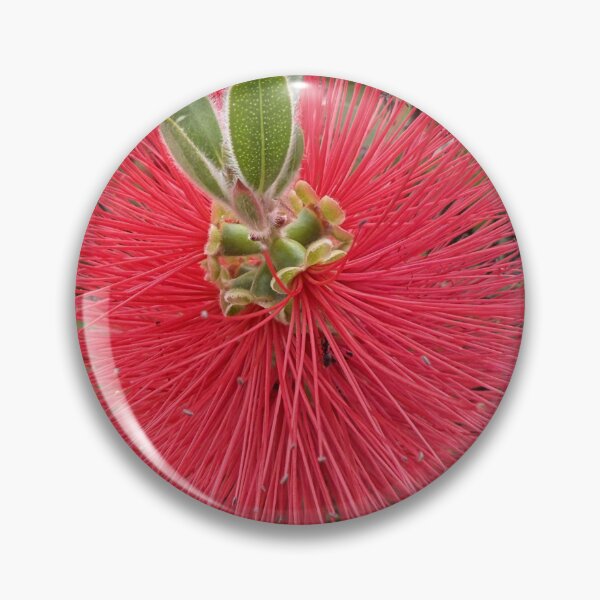Item preview, Crimson Bottlebrush Bloom Isolated on White designed and sold by BalkanBloom.