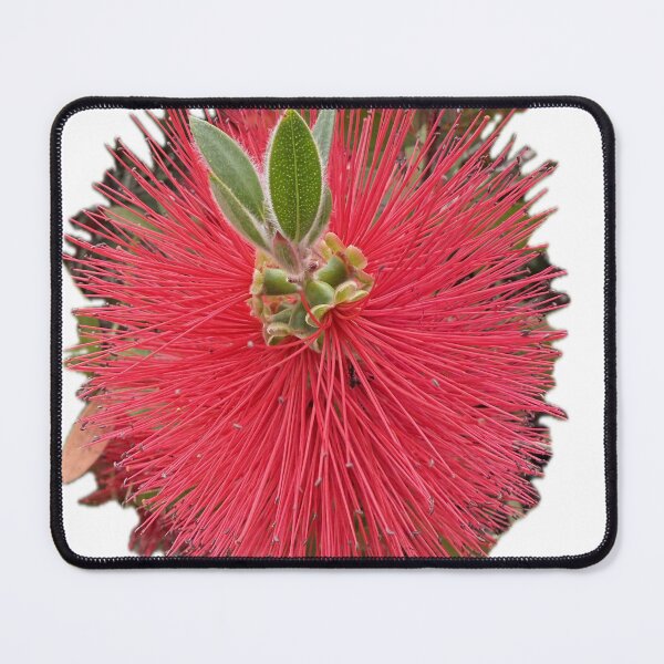 Item preview, Crimson Bottlebrush Bloom Isolated on White designed and sold by BalkanBloomArt.