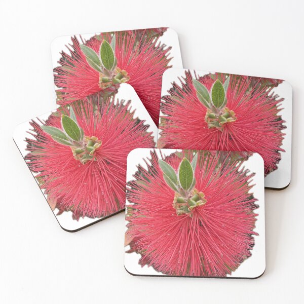 Item preview, Crimson Bottlebrush Bloom Isolated on White designed and sold by BalkanBloomArt.