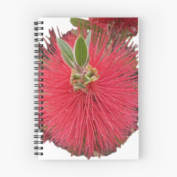 Item preview, Crimson Bottlebrush Bloom Isolated on White designed and sold by BalkanBloom.