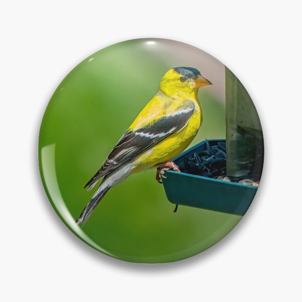 Item preview, Mister Goldfinch  designed and sold by Lanis Rossi.