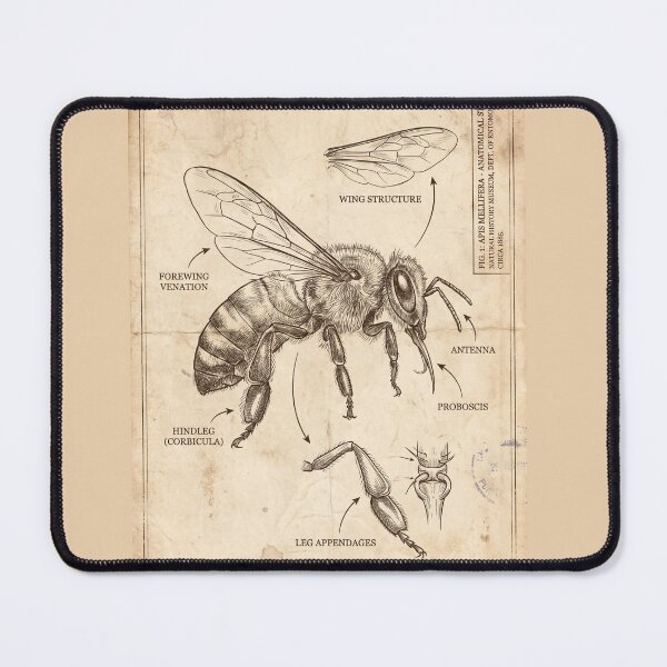 Item preview, Honey Bee Anatomical Blueprint - Vintage Science Art designed and sold by MarVan-Prints.
