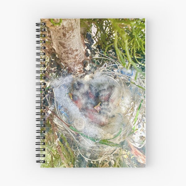 Item preview, Baby Birds In A Nest House Finch Stickers Prints Posters Wall Art Magnet Home Coffee Cup Decoration TShirt Stationary Notebook Magnet Hat Kitchen Work School Office Redbubble Shop designed and sold by Saritas Boutique Shop.