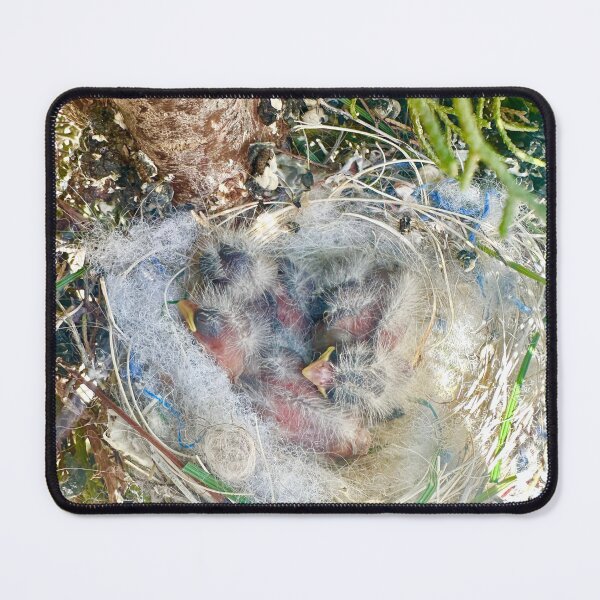 Item preview, Baby Birds In A Nest House Finch Stickers Prints Posters Wall Art Magnet Home Coffee Cup Decoration TShirt Stationary Notebook Magnet Hat Kitchen Work School Office Redbubble Shop designed and sold by Saritas Boutique Shop.