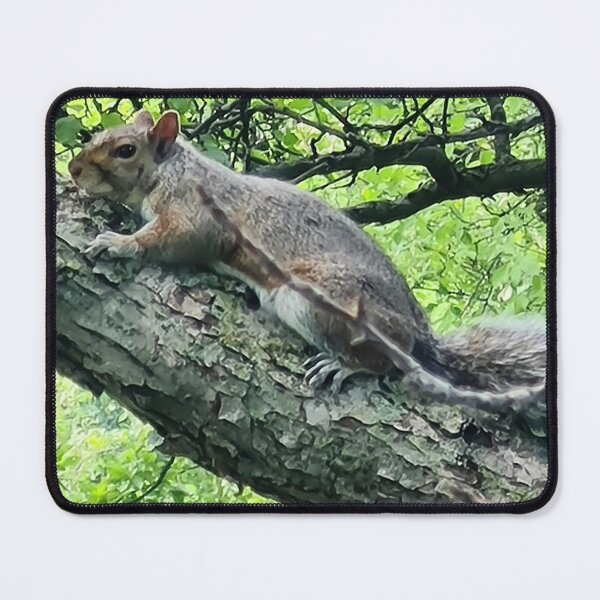 Item preview, Cute little squirrel in nature designed and sold by HemiShap.