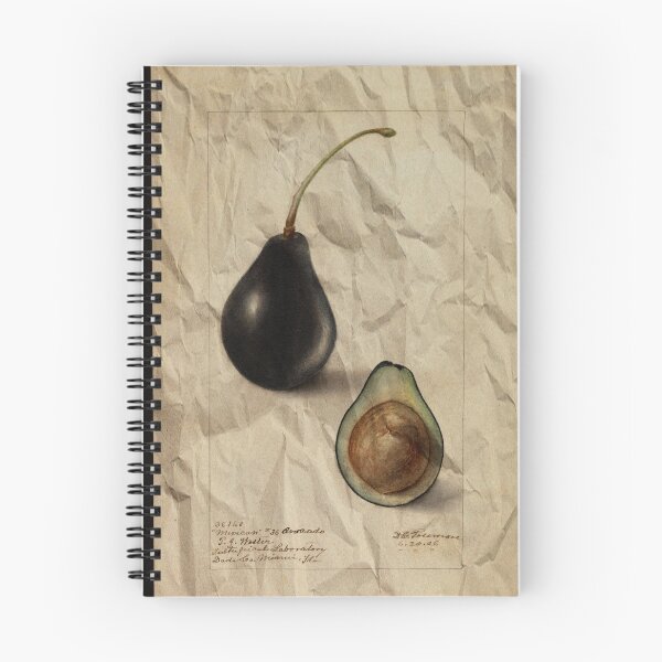 Item preview, Vintage Mexican Avocado Botanical Art - Passmore 1906 designed and sold by RealityStickers.