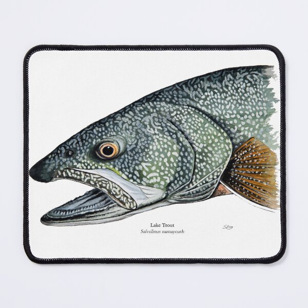 Item preview, Lake Trout Head Painting designed and sold by Stephen Emms.