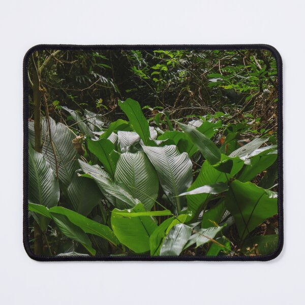 Item preview, Lush Tropical Jungle in Brazil designed and sold by brunodiasfoto.