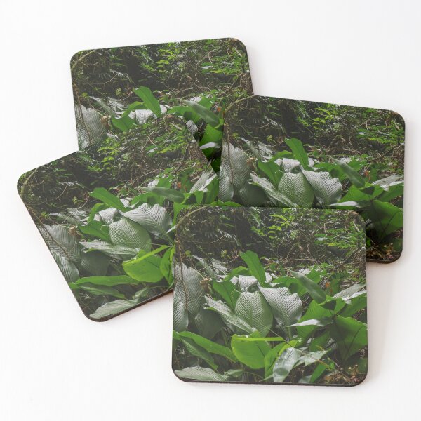 Item preview, Lush Tropical Jungle in Brazil designed and sold by brunodiasfoto.