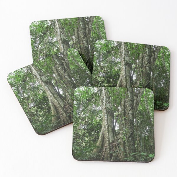 Item preview, Ancient Rainforest Trees in Brazil designed and sold by brunodiasfoto.