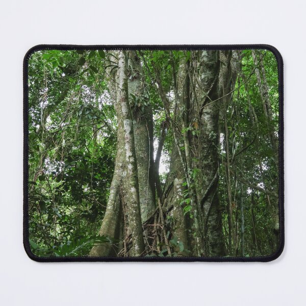 Item preview, Ancient Rainforest Trees in Brazil designed and sold by brunodiasfoto.