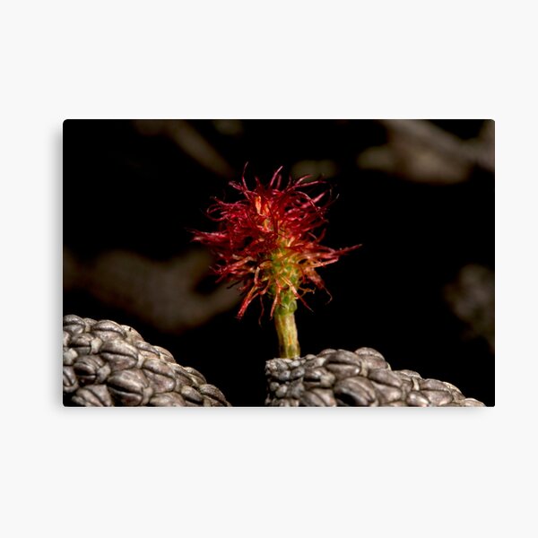 Item preview, Casuarina Female Flower designed and sold by GP1746.