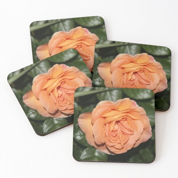 Item preview, This rose had the most amazing scent. designed and sold by HPrespective.