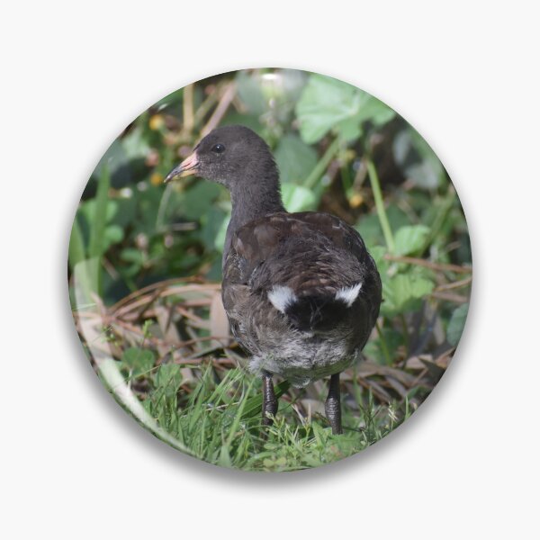 Item preview, Baby Moorhen in Lush Green Habitat designed and sold by getmybookstore.