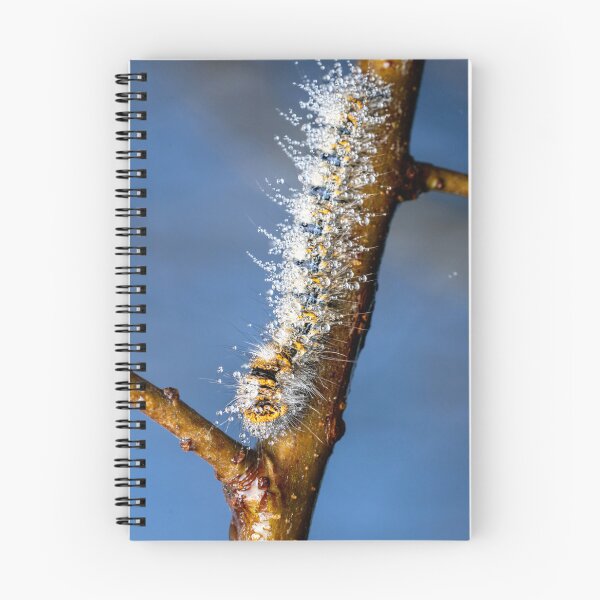 Item preview, Dew-covered Caterpillar - Extraordinary British Macro Photography designed and sold by Johnathan Robinson Photography.