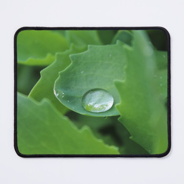 Item preview, Waterdrop on a leaf close up - Soft nature photography designed and sold by Cha-s-lens.
