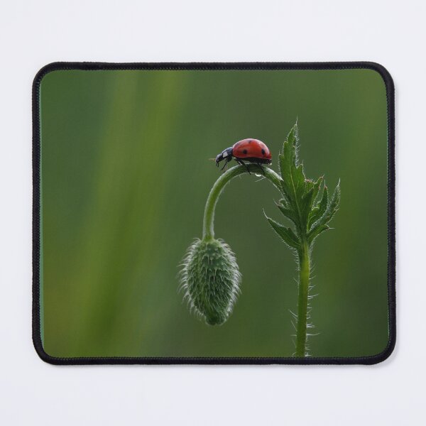 Item preview, Ladybug Resting on Wild Plant Bud designed and sold by onubi.
