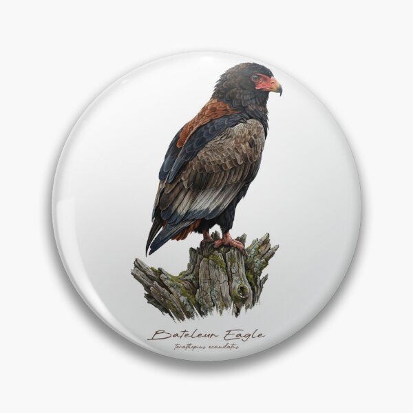 Item preview, Bateleur Eagle on Mossy Stump designed and sold by Takeda-art.