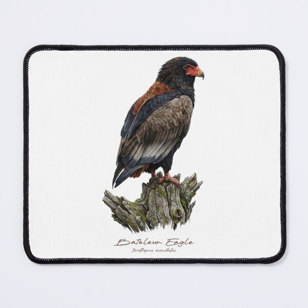Item preview, Bateleur Eagle on Mossy Stump designed and sold by Takeda-art.