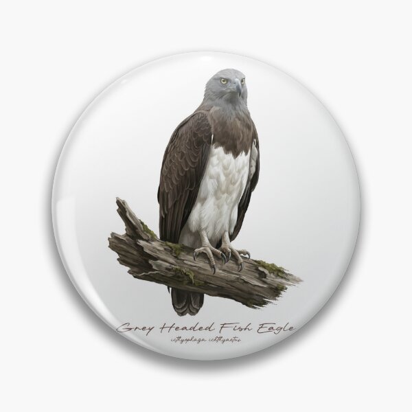 Item preview, Grey Headed Fish Eagle on Branch designed and sold by Takeda-art.