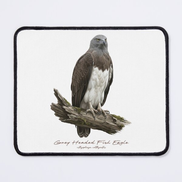Item preview, Grey Headed Fish Eagle on Branch designed and sold by Takeda-art.