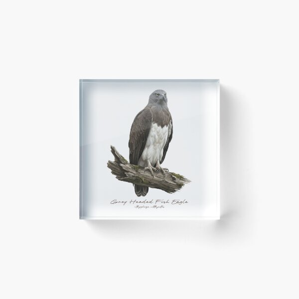 Item preview, Grey Headed Fish Eagle on Branch designed and sold by Takeda-art.