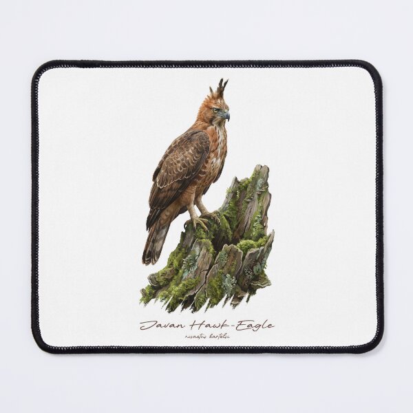 Item preview, Javan Hawk-Eagle on Mossy Stump designed and sold by Takeda-art.