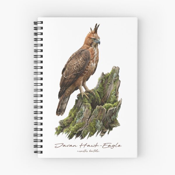 Item preview, Javan Hawk-Eagle on Mossy Stump designed and sold by Takeda-art.