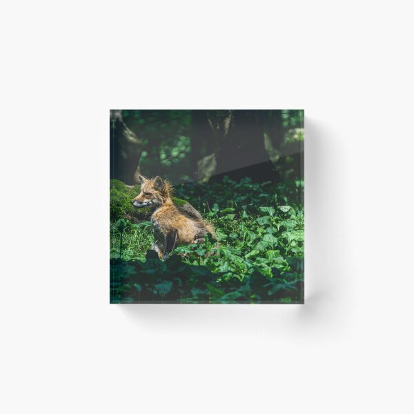 Item preview, Cute fox cub on a discovery tour designed and sold by Senol.