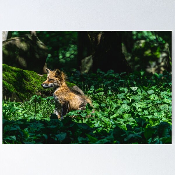 Item preview, Cute fox cub on a discovery tour designed and sold by Senol.