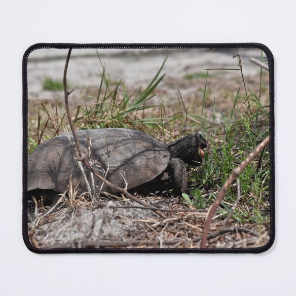 Item preview, Hungry Gopher Tortoise designed and sold by LochSquatch Creations.