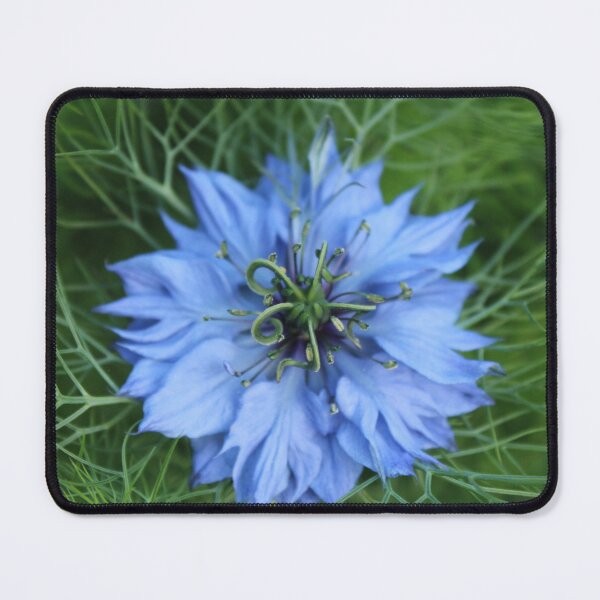 Item preview, Nigella in bloom close up - Soft nature photography designed and sold by Cha-s-lens.