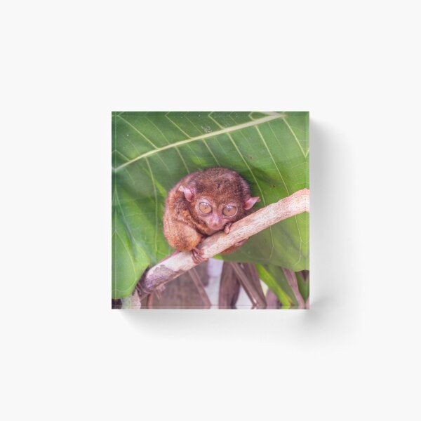 Item preview, Bohol Tarsier - World's Smallest Primate | Cute Philippines Wildlife & Nature Art designed and sold by Ross.A.Campbell.