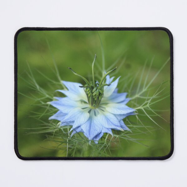 Item preview, Blue becoming, nigella in bloom - Soft nature photography designed and sold by Cha-s-lens.