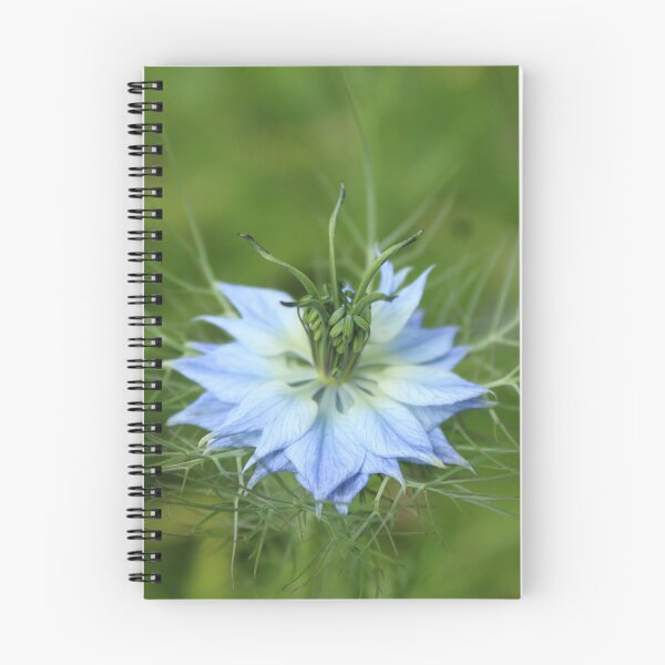 Item preview, Blue becoming, nigella in bloom - Soft nature photography designed and sold by Cha-s-lens.