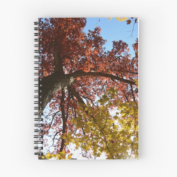 Item preview, fall trees designed and sold by photographic contemplations.