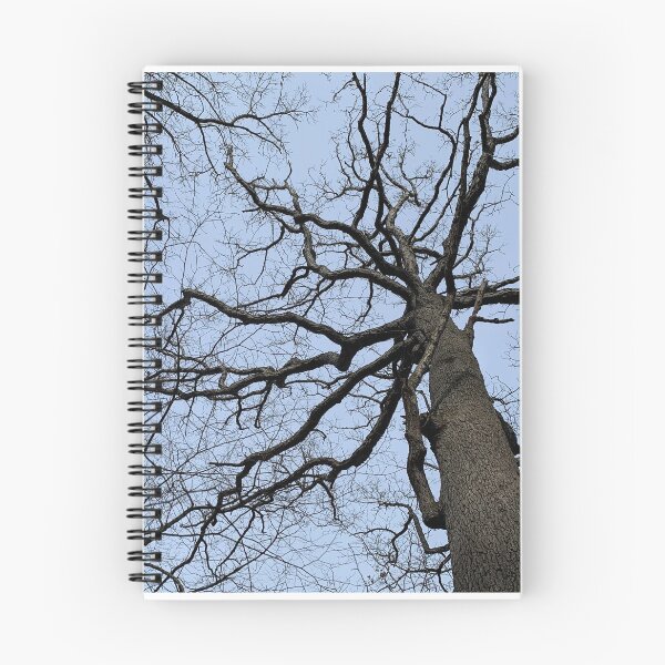 Item preview, late fall trees designed and sold by photographic contemplations.