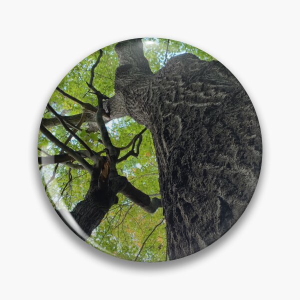 Item preview, early fall trees designed and sold by photographic contemplations.