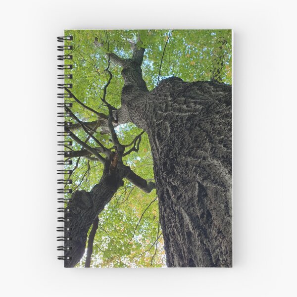 Item preview, early fall trees designed and sold by photographic contemplations.
