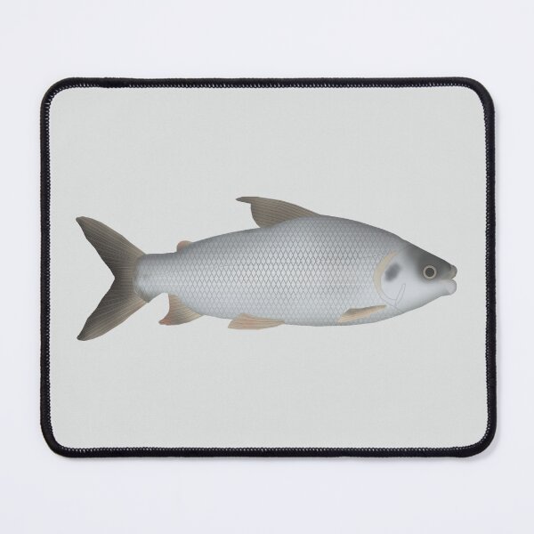 Item preview, Streaked Prochilod designed and sold by fishfolkart.