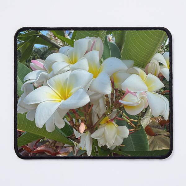 Item preview, Fragrant Plumeria - Tropical Frangipani Blossoms designed and sold by Cruisebysunny.