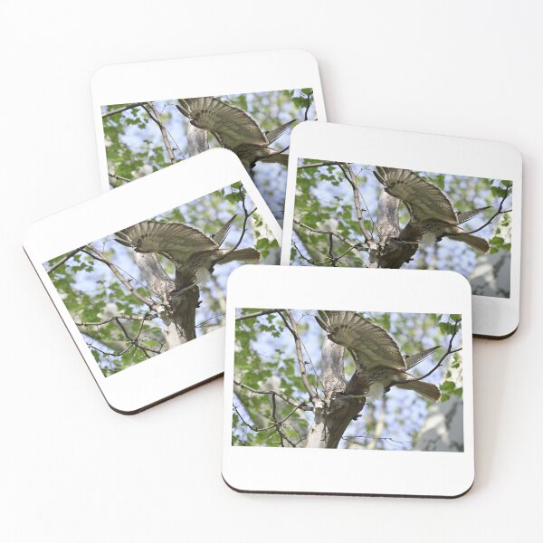Item preview, Red Tailed Hawk snacking designed and sold by JaysUrbanLense.