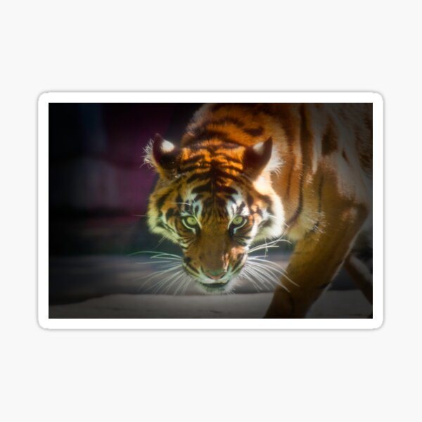 The Stare Sticker