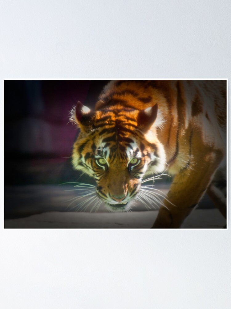 Alternate view of The Stare Poster