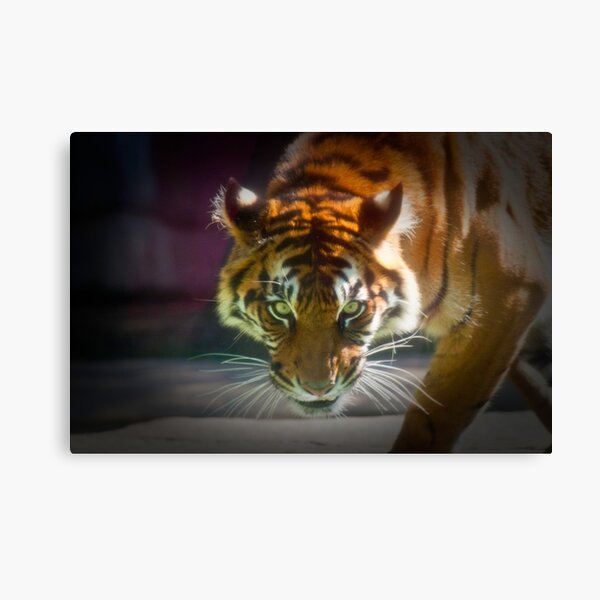 The Stare Canvas Print