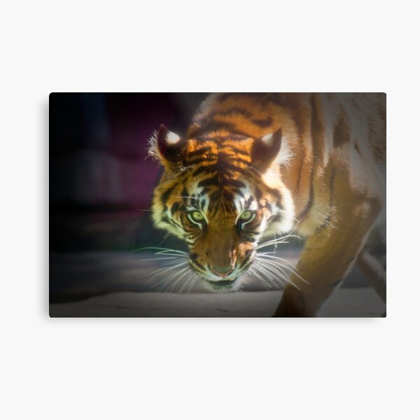 The Stare Metal Print
